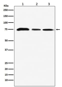 Novus Biologicals HBO1 Antibody (SR3631), Novus Biologicals 50 &mu;L; Unconjugated:Antibodies,