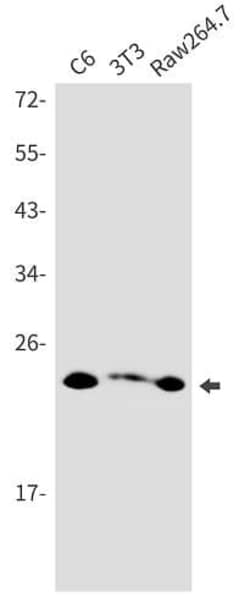 Novus Biologicals PMF1 Antibody (SR2536), Novus Biologicals 100 &mu;L;