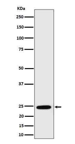 Novus Biologicals RalA Antibody (SR4327), Novus Biologicals 50 &mu;L; Unconjugated:Antibodies,