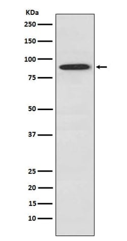 Novus Biologicals SAE2 Antibody (SR3703), Novus Biologicals 50 &mu;L; Unconjugated:Antibodies,