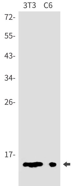 Novus Biologicals DYNLT1 Antibody (SR2546), Novus Biologicals 100 &mu;L | Buy Online | Novus Biologicals&trade; | Fisher Scientific