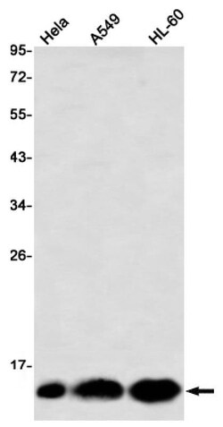 Novus Biologicals DYNLT1 Antibody (SR2546), Novus Biologicals 100 &mu;L | Buy Online | Novus Biologicals&trade; | Fisher Scientific