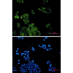 Novus Biologicals DYNLT1 Antibody (SR2546), Novus Biologicals 100 &mu;L | Buy Online | Novus Biologicals&trade; | Fisher Scientific