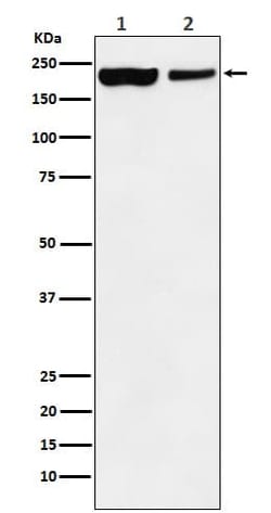 Novus Biologicals Jarid1A Antibody (SR3825), Novus Biologicals 100 &mu;L;