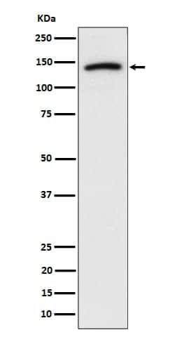 Novus Biologicals Cadherin-10 Antibody (SR4178), Novus Biologicals:Antibodies:Primary