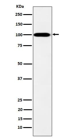 Novus Biologicals MYO19 Antibody (SR4212), Novus Biologicals:Antibodies:Primary