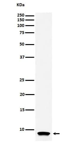 Novus Biologicals ATP synthase C mature Antibody (SR4230), Novus Biologicals:Antibodies:Primary