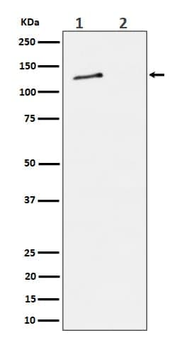 Novus Biologicals MCM2 [p Ser27] Antibody (SR1107), Novus Biologicals 100