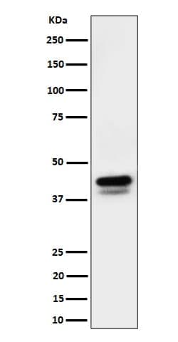 Novus Biologicals c-Jun/JunD [p Ser73, p Ser100] Antibody (SR1627), Novus Biologicals 100 &mu;L | Buy Online | Novus Biologicals&trade; | Fisher Scientific