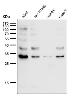 Novus Biologicals CCDC109A [p Ser92] Antibody (SR2322), Novus Biologicals