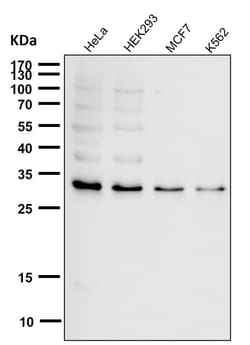 Novus Biologicals CCDC109A [p Ser92] Antibody (SR2322), Novus Biologicals