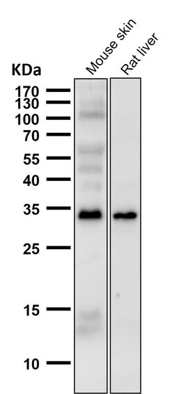 Novus Biologicals CCDC109A [p Ser92] Antibody (SR2322), Novus Biologicals