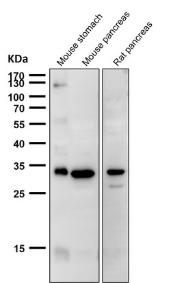 Novus Biologicals CCDC109A [p Ser92] Antibody (SR2322), Novus Biologicals