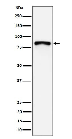 Novus Biologicals MS4A14 Antibody (SR4233), Novus Biologicals 50 &mu;L;