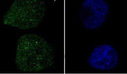 Novus Biologicals Rho A/B/C Antibody (SR1355), Novus Biologicals 50 &mu;L;