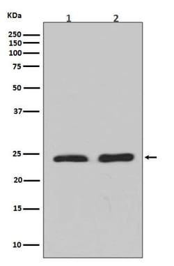 Novus Biologicals Rho A/B/C Antibody (SR1355), Novus Biologicals 50 &mu;L;
