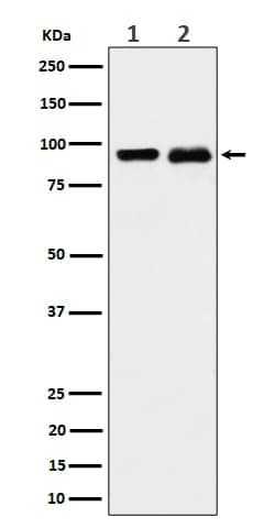 Novus Biologicals CSDE1 Antibody (SR4301), Novus Biologicals 100 &mu;L;