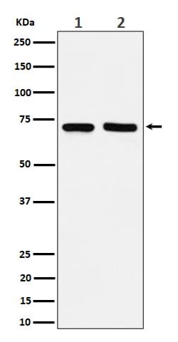 Novus Biologicals Prolyl endopeptidase-like Antibody (SR4303), Novus Biologicals