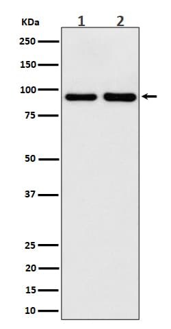 Novus Biologicals CSDE1 Antibody (SR4307), Novus Biologicals 100 &mu;L;