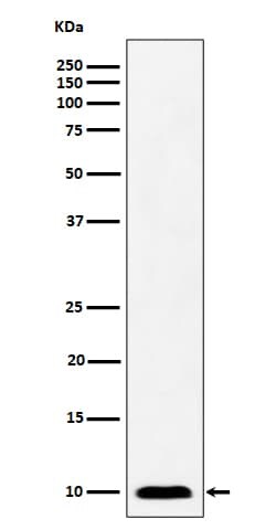 Novus Biologicals NDUFAB1 Antibody (SR4319), Novus Biologicals:Antibodies:Primary