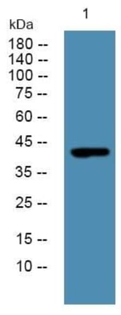 Novus Biologicals ALKBH5 Antibody, Novus Biologicals 50 &mu;L; Unconjugated:Antibodies,