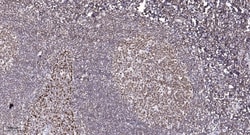 Novus Biologicals ALKBH5 Antibody, Novus Biologicals 50 &mu;L; Unconjugated:Antibodies,