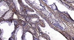 Novus Biologicals LPAR3/LPA3/EDG-7 Antibody, Novus Biologicals 50 &mu;L;