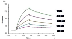 Novus Biologicals TREM2 Antibody (Py314) - Humanized, Novus Biologicals