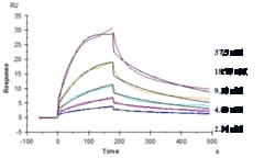 Novus Biologicals TREM2 Antibody (Py314) - Humanized, Novus Biologicals