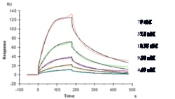 Novus Biologicals TREM2 Antibody (Py314) - Humanized, Novus Biologicals