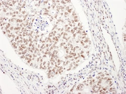 Novus Biologicals UBL7 Antibody, Novus Biologicals 100 &mu;g, Unconjugated:Antibodies,