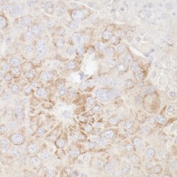 Novus Biologicals ATP5A Antibody, Novus Biologicals 100 &mu;g, Unconjugated:Antibodies,