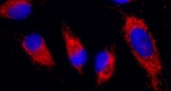 Novus Biologicals IDH2 Antibody, Novus Biologicals 100 &mu;g, Unconjugated:Antibodies,