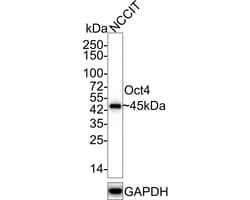 OCT4 Antibody (A3-C11-R), Novus Biologicals 100 &mu;L; Unconjugated:Antibodies,