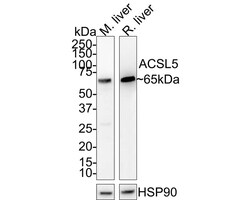 ACSL5 Antibody (A9D3-R), Novus Biologicals 100 &mu;L; Unconjugated:Antibodies,