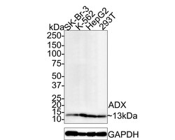 FDX1 Antibody (JE63-56), Novus Biologicals 100 &mu;L; Unconjugated:Antibodies,