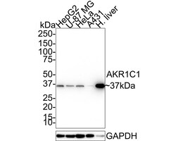 Aldo-keto Reductase 1C1/AKR1C1 Antibody (5-F10-R), Novus Biologicals 100
