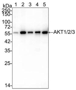AKT1/2/3 Antibody (JE75-09), Novus Biologicals 100 &mu;L; Unconjugated:Antibodies,