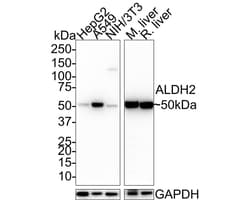 ALDH2 Antibody (E4-D10-R), Novus Biologicals 100 &mu;L; Unconjugated:Anticorps,