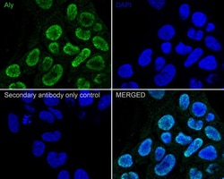 Aly Antibody (JE36-45), Novus Biologicals 100 &mu;L; Unconjugated:Antibodies,