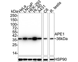 APE Antibody (12H1-R), Novus Biologicals 100 &mu;L; Unconjugated:Anticorps,