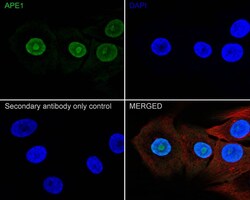 APE Antibody (12H1-R), Novus Biologicals 100 &mu;L; Unconjugated:Anticorps,