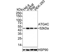 ATG4C Antibody (JE59-99), Novus Biologicals 100 &mu;L; Unconjugated:Antibodies,