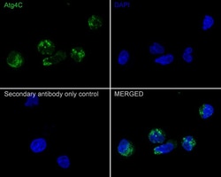 ATG4C Antibody (JE59-99), Novus Biologicals 100 &mu;L; Unconjugated:Antibodies,