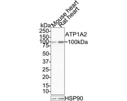 Sodium Potassium ATPase Alpha 2 Antibody (JE34-00), Novus Biologicals 100