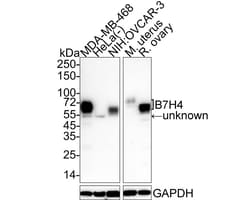B7-H4 Antibody (PSH03-65), Novus Biologicals 100 &mu;L; Unconjugated:Antibodies,