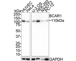 p130Cas/BCAR1 Antibody (JE36-56), Novus Biologicals 100 &mu;L; Unconjugated:Antibodies,