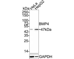 BMP-4 Antibody (JE42-44), Novus Biologicals 100 &mu;L; Unconjugated:Antibodies,