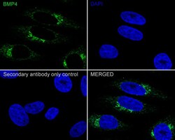 BMP-4 Antibody (JE42-44), Novus Biologicals 100 &mu;L; Unconjugated:Antibodies,