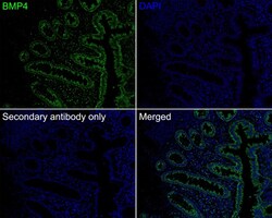 BMP-4 Antibody (JE42-44), Novus Biologicals 100 &mu;L; Unconjugated:Antibodies,